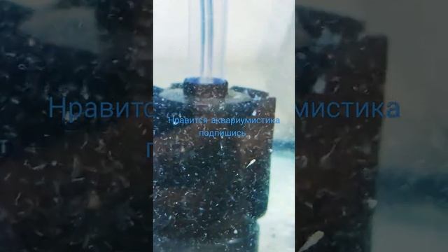 первое кормление малька уксусной угрицей смотреть онлайн