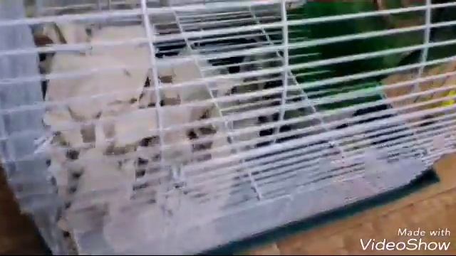 ЧЕМ НУЖНО КОРМИТЬ ХОМЯКА? НУЖНАЯ ИНФОРМАЦИЯ! смотреть онлайн