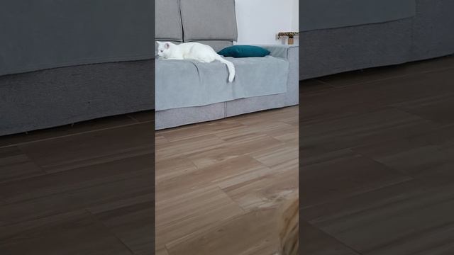 "- Don't touch my toy!" Elvis is furious with the impudence of the cat. All property in the house смотреть онлайн