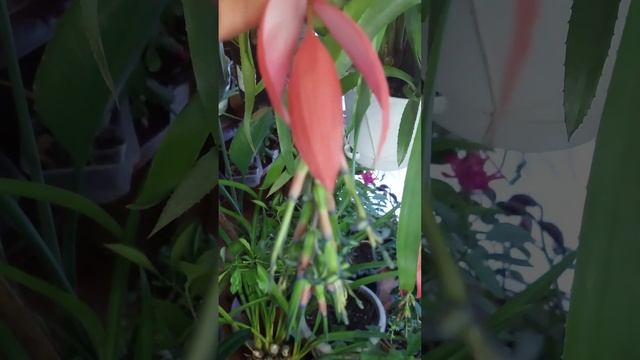 Космическое растение бильбергия смотреть онлайн