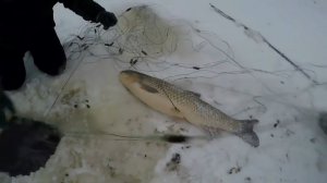 Подледная Зимняя Рыбалка Лов Сетями