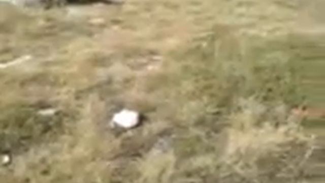 пелистер собирачи на боровинка смотреть онлайн
