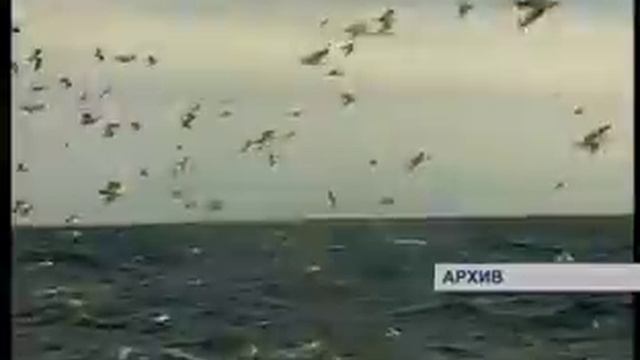 квоты на рыбу смотреть онлайн
