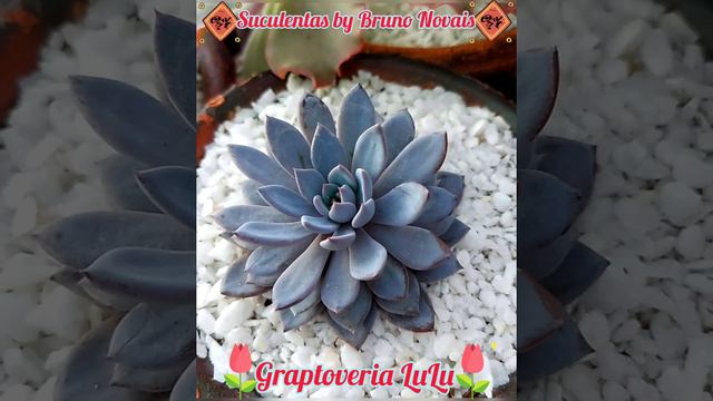 🌸Graptoveria LuLu🌸