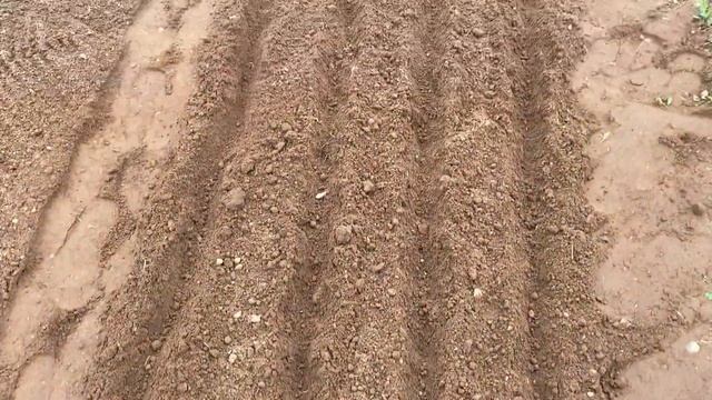 Пошаговая посадка редиса весной в открытый грунт #посадкаредиса# смотреть онлайн