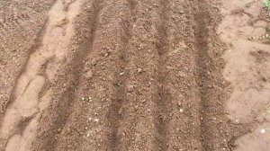 Пошаговая посадка редиса весной в открытый грунт #посадкаредиса#