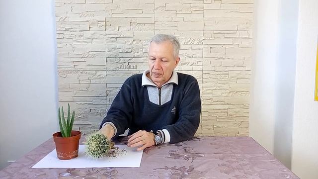 Купили кактус в магазине. Что нужно с ним сделать в первую очередь. смотреть онлайн