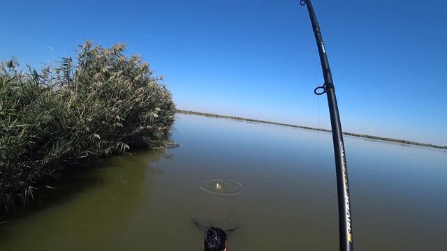 КАРП СГИБАЕТ ФИДЕР В БУБЛИК!Рыбалка на флэт фидер ОСЕНЬЮ (flat feeder) смотреть онлайн