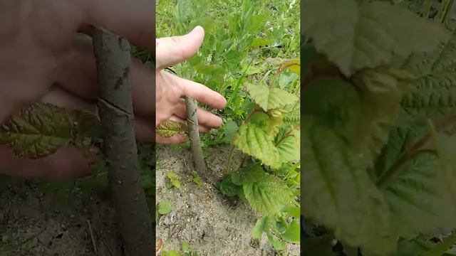 Двухлетние саженцы фундука (маточник) смотреть онлайн