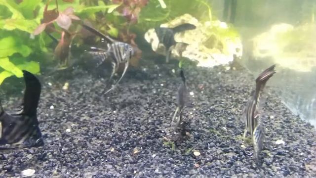 Скалярия Пиной Pterophyllum scalare Pinoy смотреть онлайн