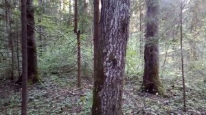 Как определить стороны света по мху на дереве. ?