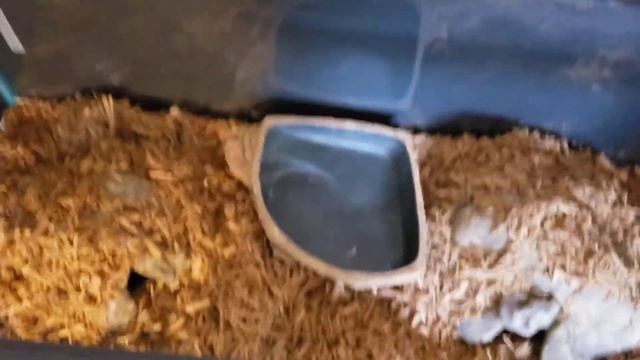 How to set up a ball python terrarium! смотреть онлайн