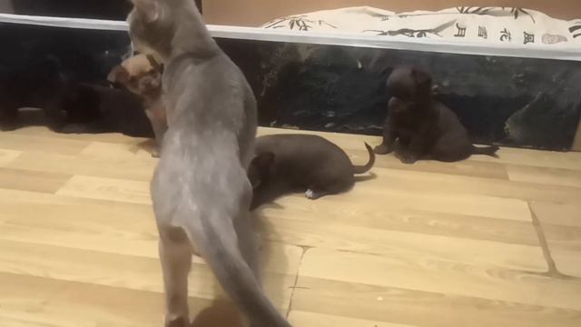 2 девочки и 3 мальчика смотреть онлайн