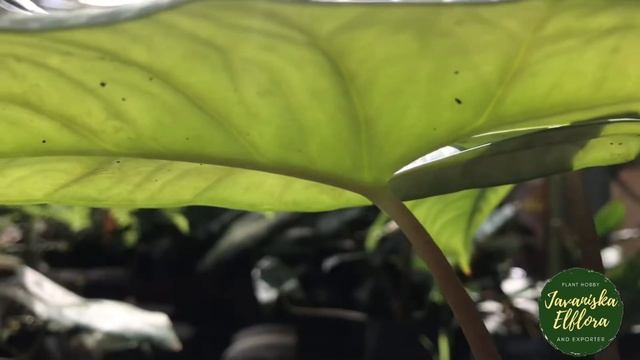 Alocasia Bisma #AlocasiaBisma #Alocasia #JavaniskaElflora - Plant Videography - Plant Identificatio