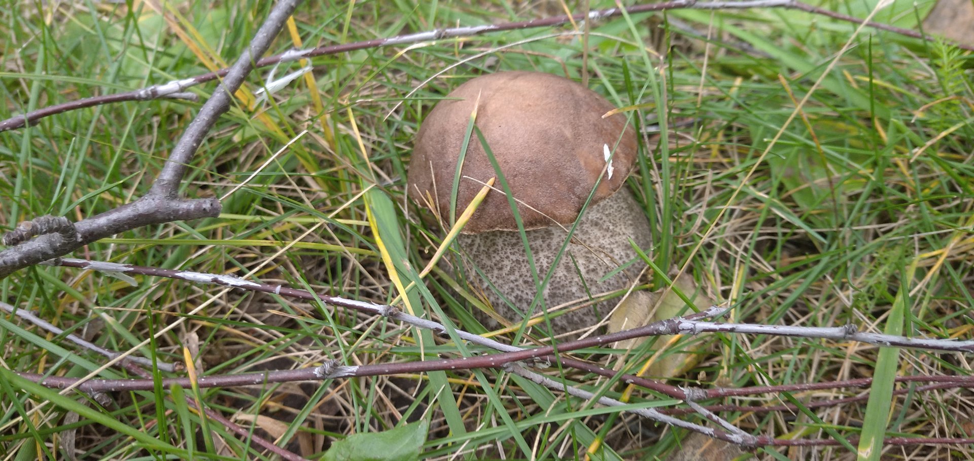 Грибы смотреть онлайн