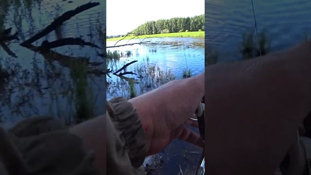 ЩУКУ ЗАКУСИЛО В КОЧКАХ. РЫБАЛКА НА ПОПЛАВОК. #shorts #рыбалка #fishing #рыба #щука #живец #pike смотреть онлайн