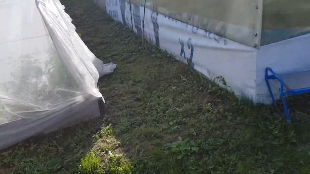 Планирование участка (часть 5). Установка теплицы.