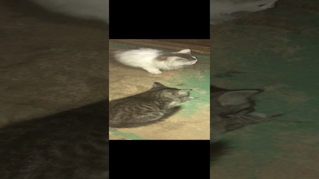 Кошка принесла добычу, мышку для шустрого котёнка. The cat brought prey, a mouse for a nimble kitten смотреть онлайн