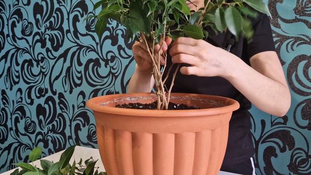 ФОРМИРОВАНИЕ ФИКУСА .КРАСИВЫЙ СТВОЛ . ДИКИЕ ЛЮДИ смотреть онлайн