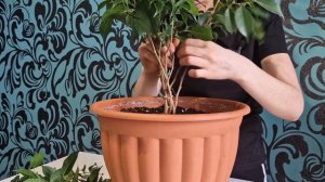 ФОРМИРОВАНИЕ ФИКУСА .КРАСИВЫЙ СТВОЛ .  ДИКИЕ ЛЮДИ