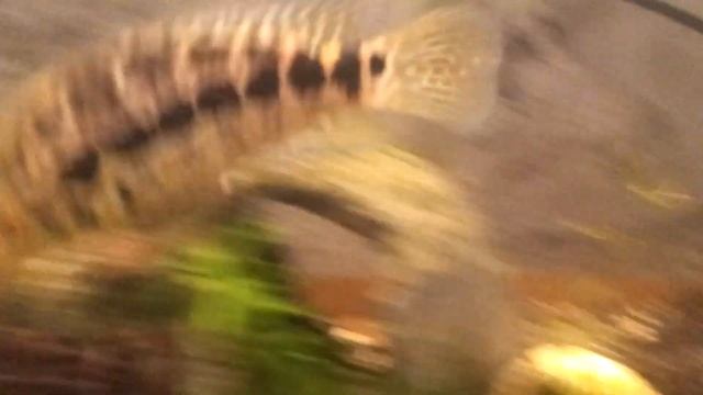 рыбка Амазонки-РЫБА ЯГУАР смотреть онлайн