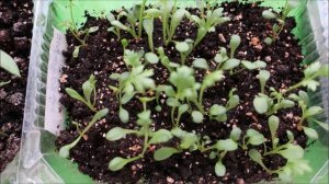 ВСХОДЫ ПИРЕТРУМА. ПОЧЕМУ НЕОБХОДИМО ВЫРАЩИВАТЬ МНОГОЛЕТНИКИ ЧЕРЕЗ РАССАДУ