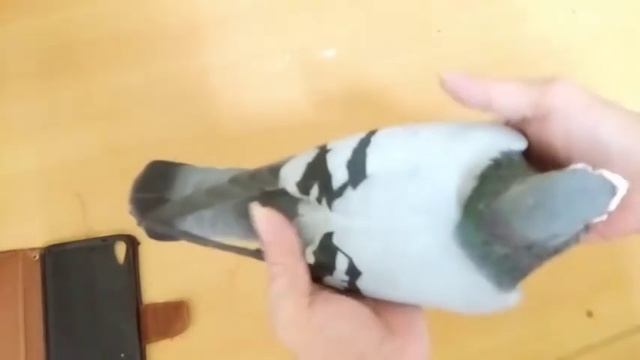 Top Pigeon Wings and Eyesign смотреть онлайн