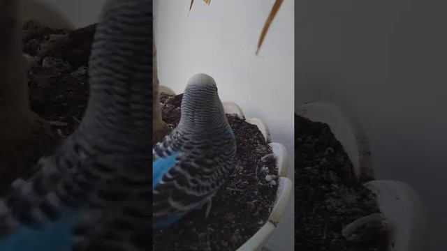 У меня попугай сел на руку смотреть онлайн