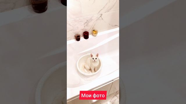 мои хвосты любимые смотреть онлайн