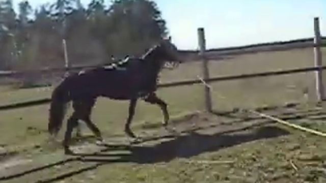 SOLD Хорив 14 продажа лошадей esuhorses.com смотреть онлайн