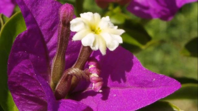 Top 14 violet Bougainvillea Flower Plants смотреть онлайн