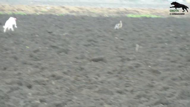 Охота с собаками на зайца. 4часть. 2022-2023г. смотреть онлайн