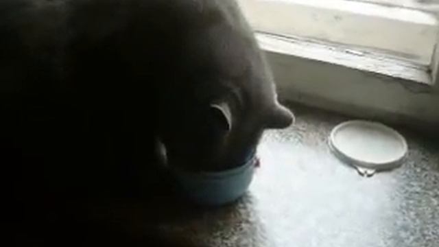 Британская кошка ворует мясо смотреть онлайн