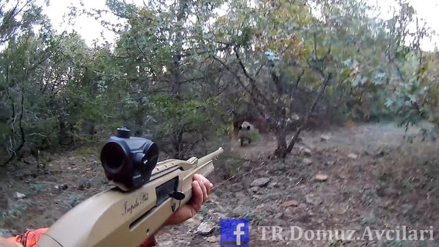 YAKIN TEMAS DOMUZ AVLARI -  ( Wild Boar Attacks ) #hunting #wildboar