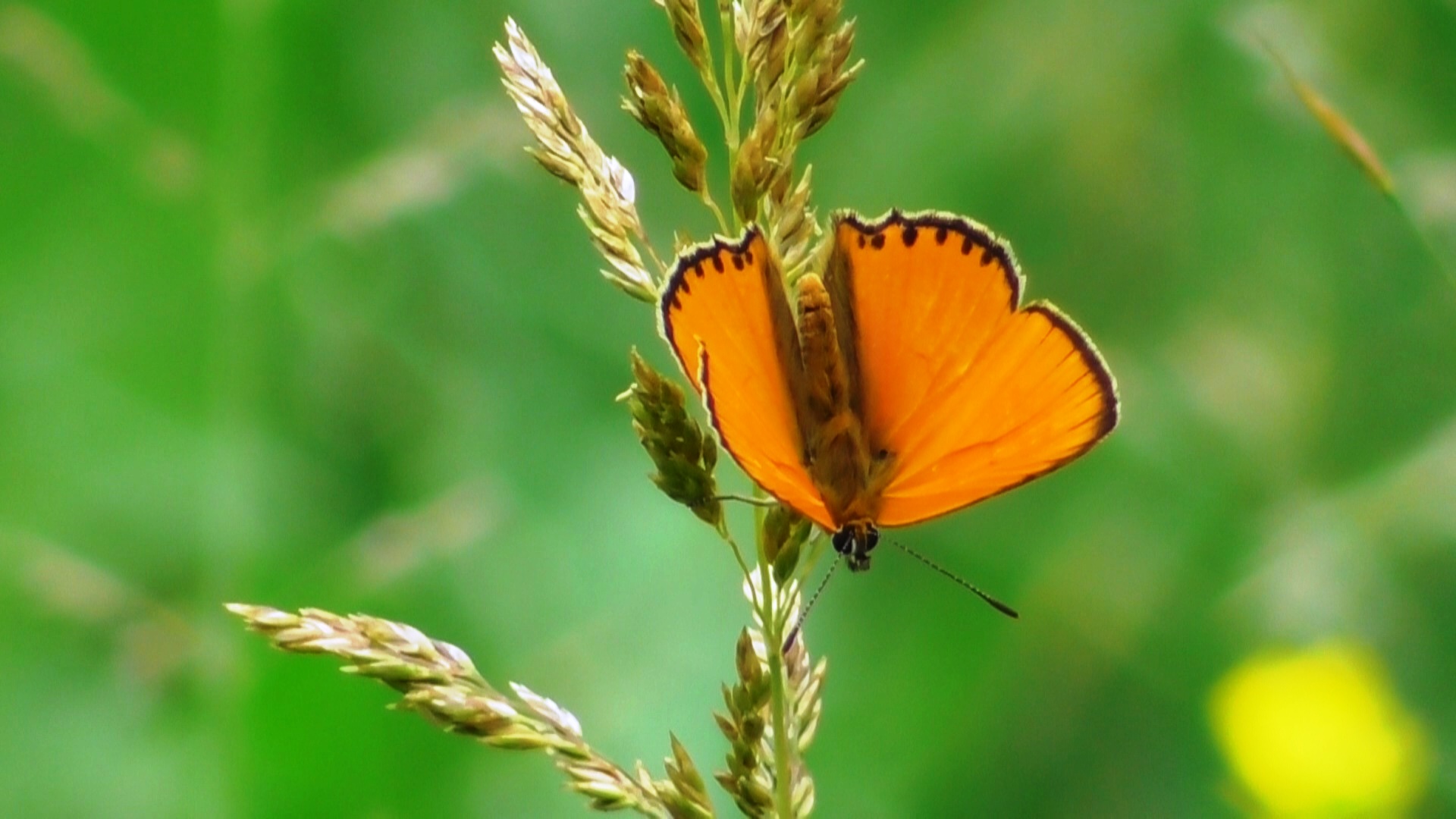 Бабочка. Червонец огненный ( Lycaena virgaureae ) смотреть онлайн