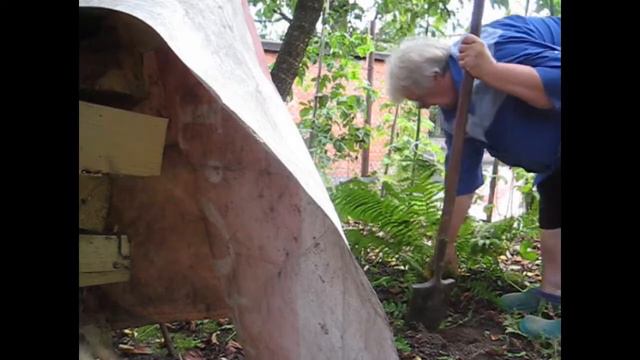 Поборола хвост павлиний! Размер ягод ежевики колючей и безшипой смотреть онлайн