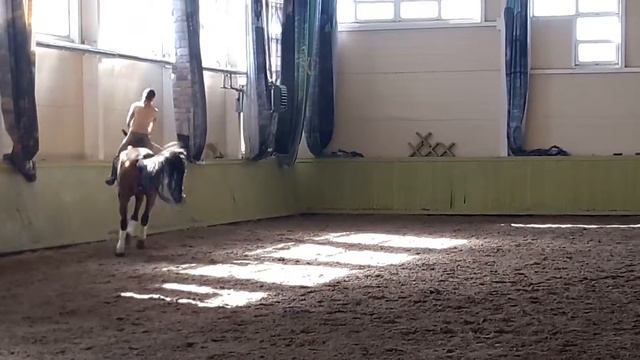 Продается выездковый мерин 8 лет 182см! смотреть онлайн