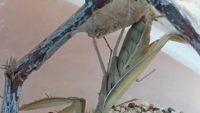 Как матка жёлтого богомола делает кокон смотреть онлайн