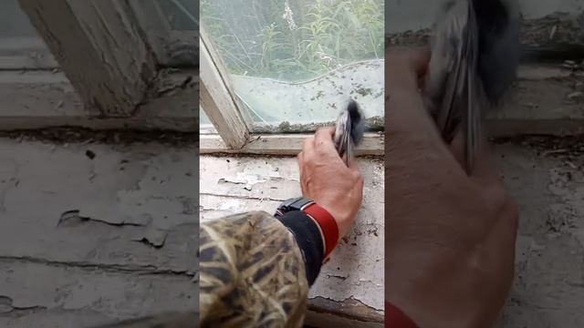 Птенец ласточки смотреть онлайн