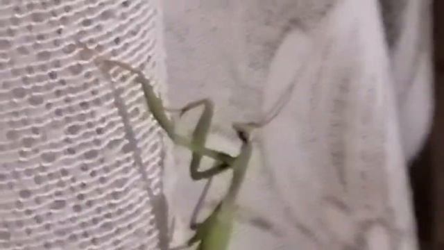 Нашествие богомолов/хищные насекомые на даче! смотреть онлайн