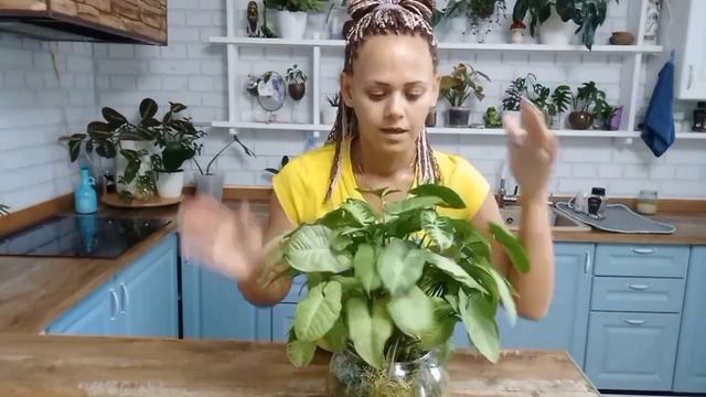 Сингониум достаточно простой цветок, Но из него можно сделать классную интерьерную композицию. смотреть онлайн