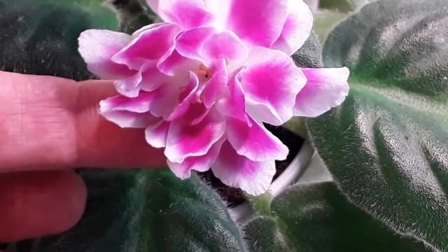 Фиалка РС - Вавилон. Чудо - чудесное.? Сорт и спорт. смотреть онлайн