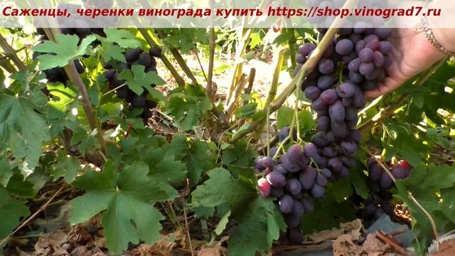 Пузенко Наталья Лариасовна, виноград для всех