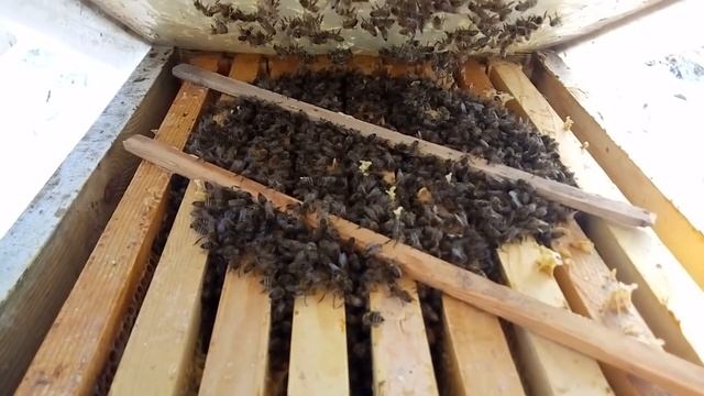 Контроль зимовки 17-18.01.19. Дерево Vs пенопласт. Зимовка в улье на украинскую рамкуё