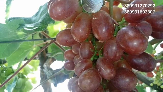 Виноград г/ф Калугина В.М "Катюша". Обзор 4 августа 2021 смотреть онлайн