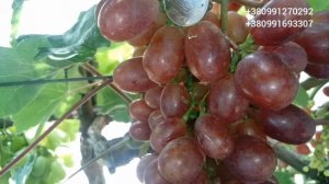 Виноград г/ф Калугина В.М "Катюша". Обзор 4 августа 2021