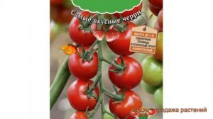 Томат обыкновенный Дачное лакомство ? обзор: как сажать, семена томата Дачное лакомство