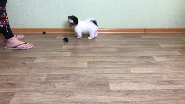 Бивер мальчик Костбар Шатц Нью Стар 3 месяца смотреть онлайн