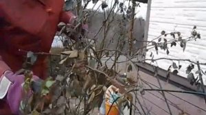 Весенняя обрезка плетистых роз Лагуна, Алоха