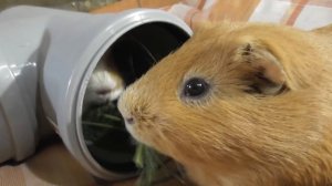 ЛЮБИМАЯ ИГРУШКА для МОРСКИХ СВИНОК /СВИНСКАЯ ТУСОВКА